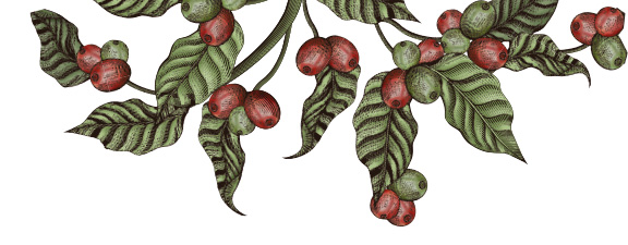 Ilustración fruto del café